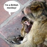 Gibraltar - Macacos